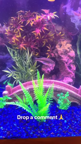 Go ahead and give me your thoughts 💭 #fyp #viral #basstok #fish #aquarium 