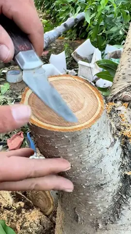 Grafting technique for Cowa leaves tree. #grafting #satisfying #garden #bonsai #short 