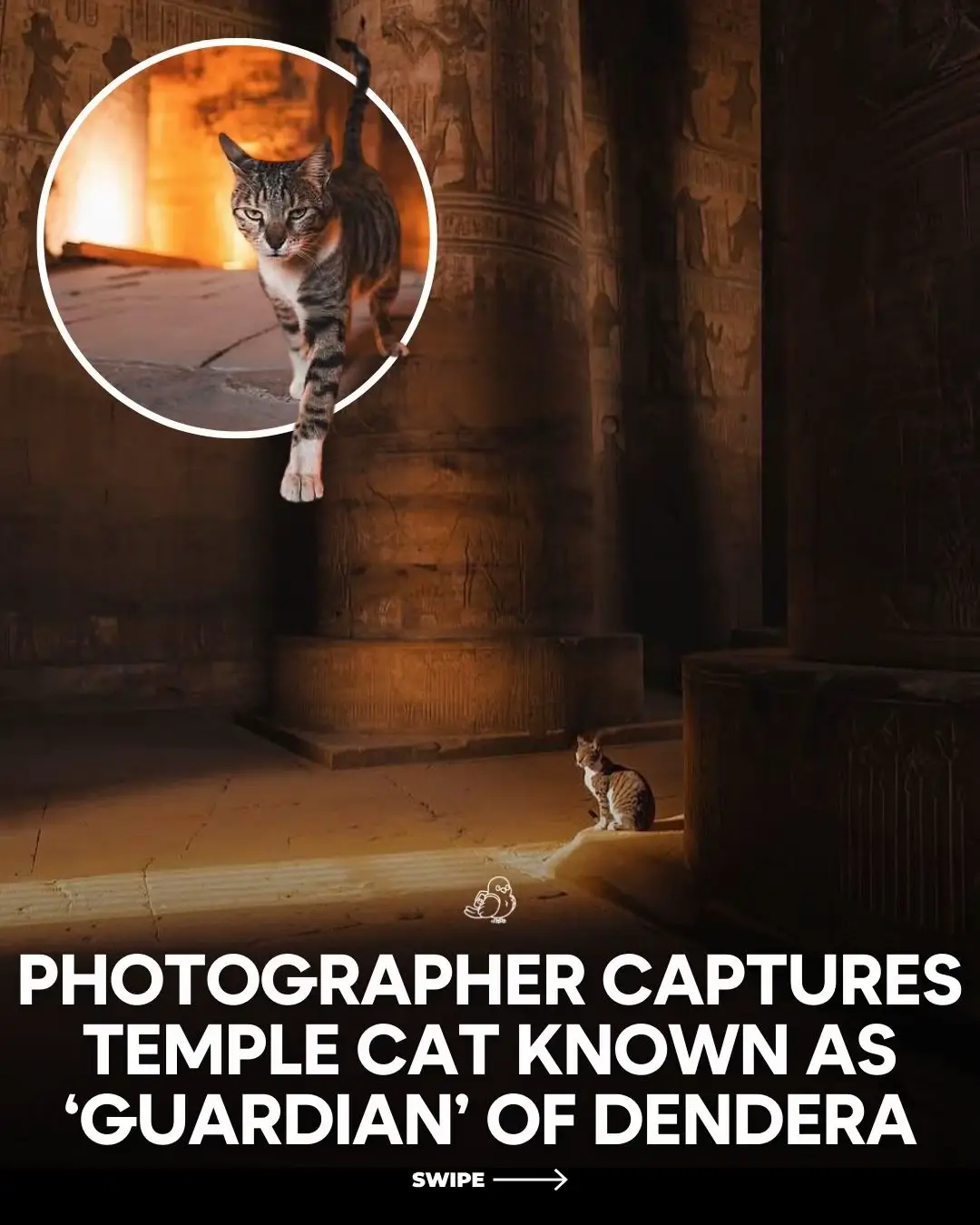 Swipe ⬅️ to see photos of a cat named “Cece” the pseudo protector of the Dendera Temple.🛕🐈 Cece enjoys watching tourists, patrolling the temple, and “ensuring every sunbeam is sufficiently napped in.” 📸: ig/ @bradflowerss
