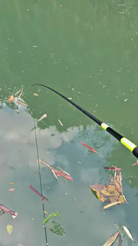#CapCut sampel iwak karanganyar🫢#microfishing #mancingseretan #anglerfish #fypage 