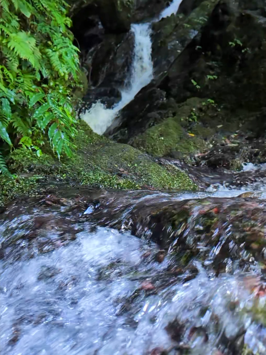 日本の美🇯🇵#自然 #川 #sceneryvideos #nationalanthem