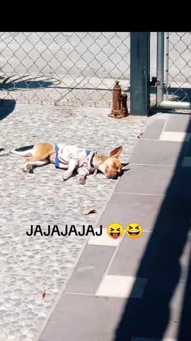 Que te extraño cada día más 😆 #jajaja #risa #perros #susto #fyp 