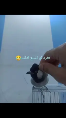 #غردياطيربهل_الخبر #ميغرد#ولا#ريده#يغرد 💔💔💔💔💔