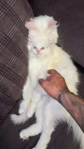 #foryou #viral #foryoupage #cat #fyp 