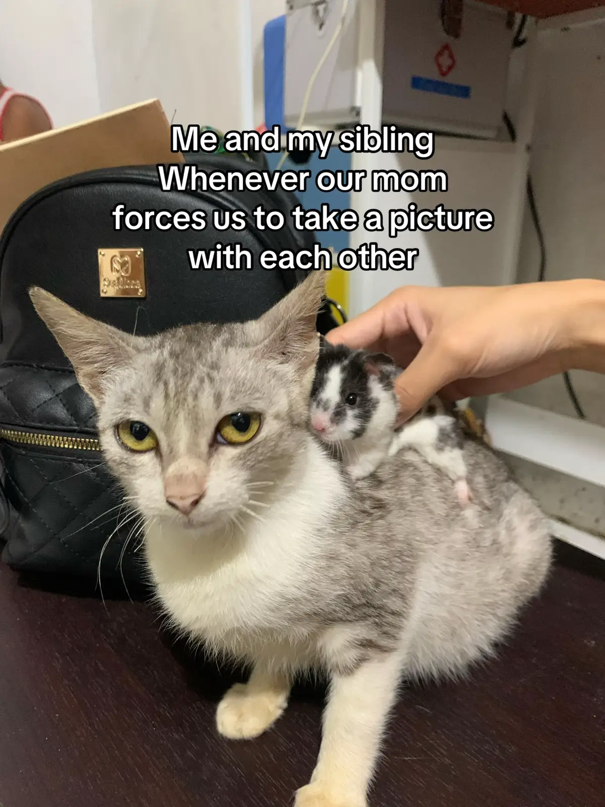 #siblingcore #cute #cats #hamsters #meme