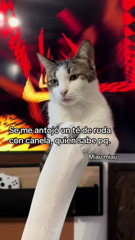 Miau miau #gato #gatos #michi #cat #catsoftiktok 