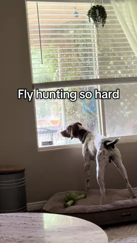 Define normal?!?   #gsp #roscoe #germanshorthairedpointer #birddog #hunting