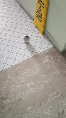 che sfaccimma è? 🤣😂