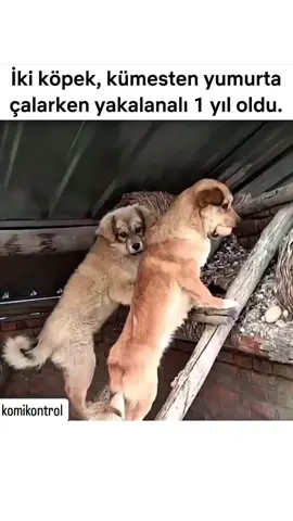 2 yumurta için değermi abla 😀😀 #keşfet  #keşfetteyizzz 