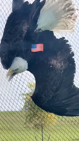This poor eagle got stuck in the net at TopGolf. The game warden came out to get it & he got clawed 😢 She was exhausted but she’s safe 😊❤️ #eagle #america #usa #topgolf #viral 