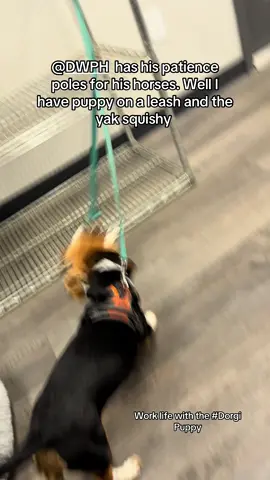 #Worklife #dogsoftiktok #fypシ #Fyp When your coworker is a little energetic but has to stay quiet at work. Playtime #puppytiktok 