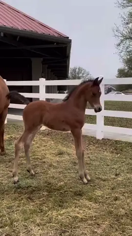 K I T E  D A #arabianhorse #pursangarabe #equestrian #foal 