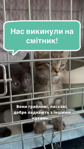 🏡 Давайте разом дарувати шанс на життя! Підтримайте маленьких хвостиків ❤️