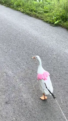 💕 #indianrunnerduck #ducktok #petduck #cutepets #kachna 