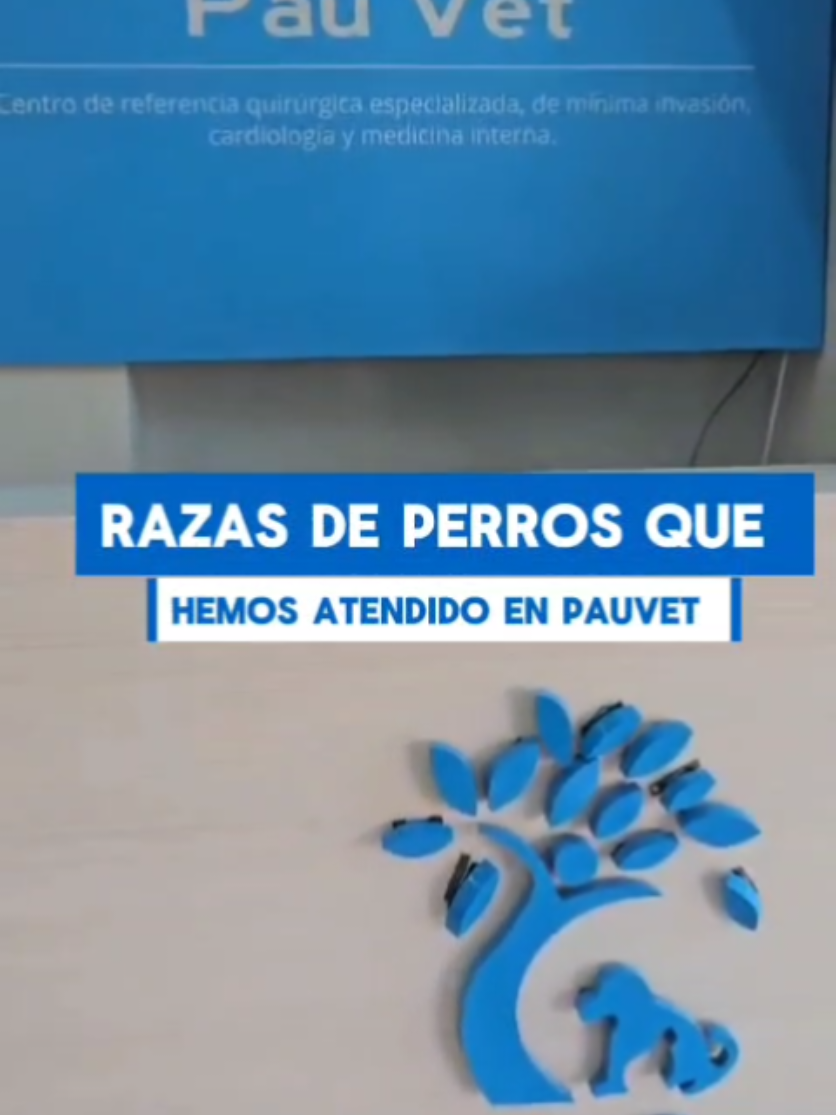 ¿Conocías estas razas?😆  👉  Ven a PauVet y deja que lo consintamos como se merece 💙🐾  #PauVet #clinicaveterinaria  #perros  #razasdeperros    #humor 