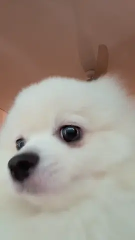 #PetsOfTikTok #spitz #spitzalemao 