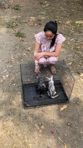Mainan kucing #kucing 