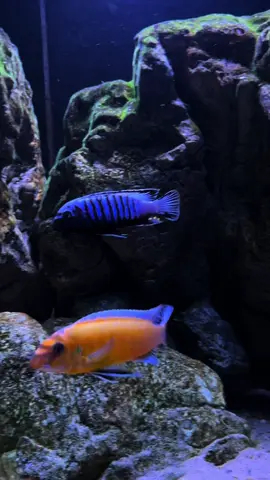 Mbunarockz 2 🌊🪨 #malawicichlids #mbunacichlidtank #mbunacichlids #mbuna #mbunatank        