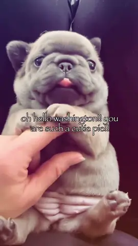 Ok calm down I’ll tickle your belly Washington #pibble #pibblepalace #silly #targetaudience #gmail 