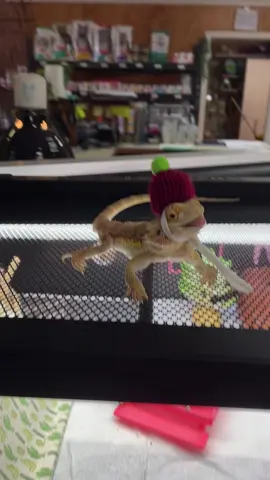 This is what my employee sends me.. lol 🤣🥰  #pet #beardiesoftiktok #beardie #Love #beardeddragon          