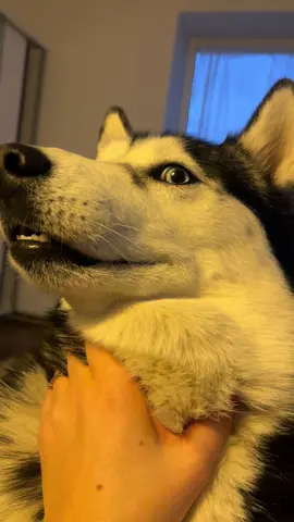 #huskylife #huskies #huskylove #siberianhusky #huskysiberiano 