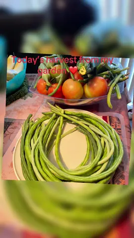 Advance happy weekend to everyone my TikTok friends. Vegetables from my garden, harvest time 🇵🇭🇺🇸❤️#fyp #tiktok #viral 
