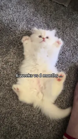 basically a cloud w paws  #cat #fyp #catsoftiktok #cattok 