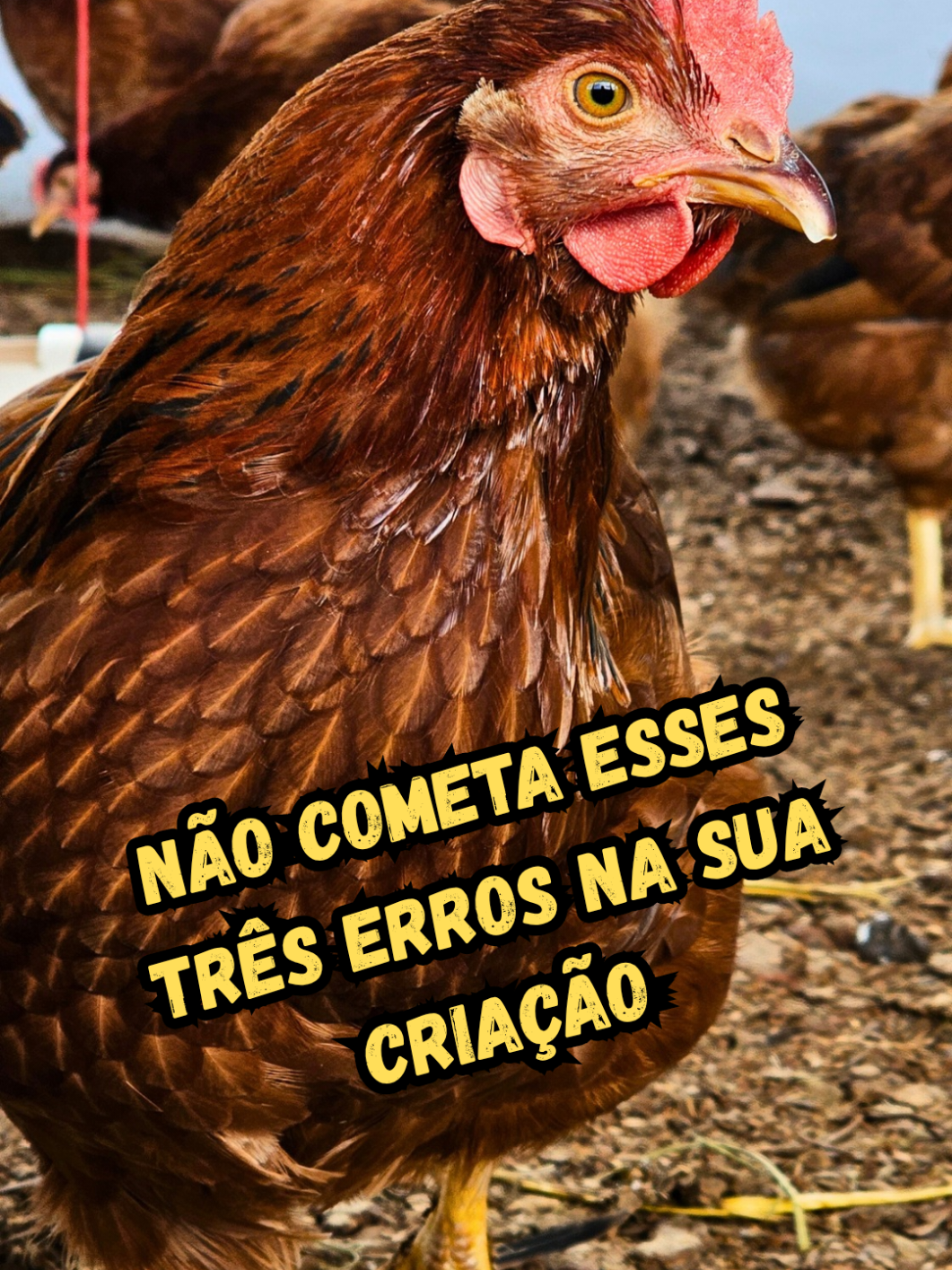 3 Erros fatais na criação de galinhas! #criargalinha #criaçãodegalinhas #avicultura #ovo #galinhapoedeira #ovocaipira #galinhacaipira #galinheiro #rendaextra #lucrocomgalinhas #aves #roça #rural #oinvestidorrural #agro #manejo #embrapa051 #rhodeislandred