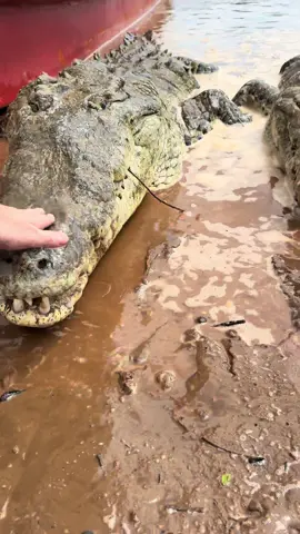 Looking for dinosaurs in Central America! #wildlife#crocodile#snake#frog#nature 