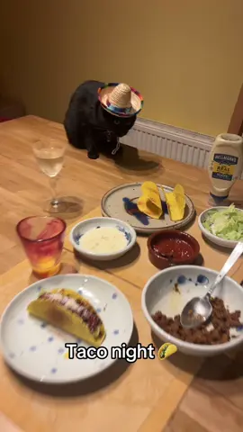 #taco #cat #blackcat #mexican #fyp 