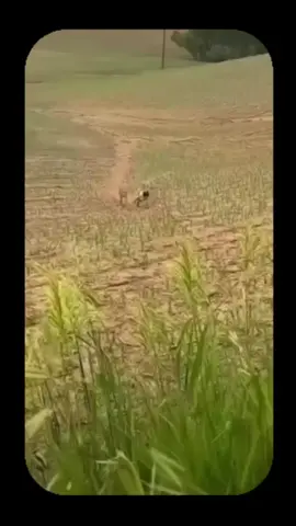 Abi korkudan beyne format attı 😁😁