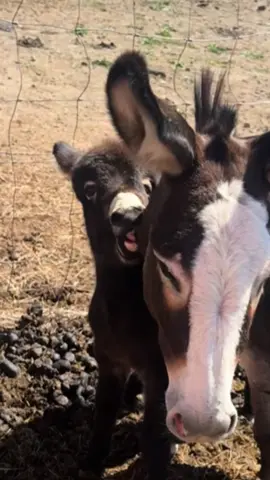 Rocky is just built different #minidonkeysoftiktok #farmlife #babydonkey #bite #donkey 