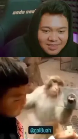 Kisah Si Monyet Lapar yang Tertipu, Reaksinya Jadi Viral! #yourdudhreaction #yourdudh #kocak 