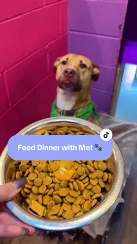 ✨Let’s go feed dinner to our hungry pups! 🐶💚 Tonight’s gourmet menu: Hill’s Science kibble with a splash of creamy PB, crowned with freeze-dried salmon 🍣🐾 These tails are waggin’! 🥰 #adoptdontshop #RescueDogs #DogShelter #PuppyLove #hotelforhomelessdogs 