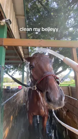 my king #fyp #horse #equestrian #washmybelly 