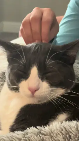 The Princess and the Gremlin #tuxedocatsoftiktok #funnycatsoftiktok #catsoftiktok #tuxedocat #fyp 