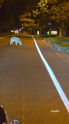 #coyotes doing there thing in the middle of the road in  #etobicoke  I see them all over the area on the regular #wildlifeoftiktok 