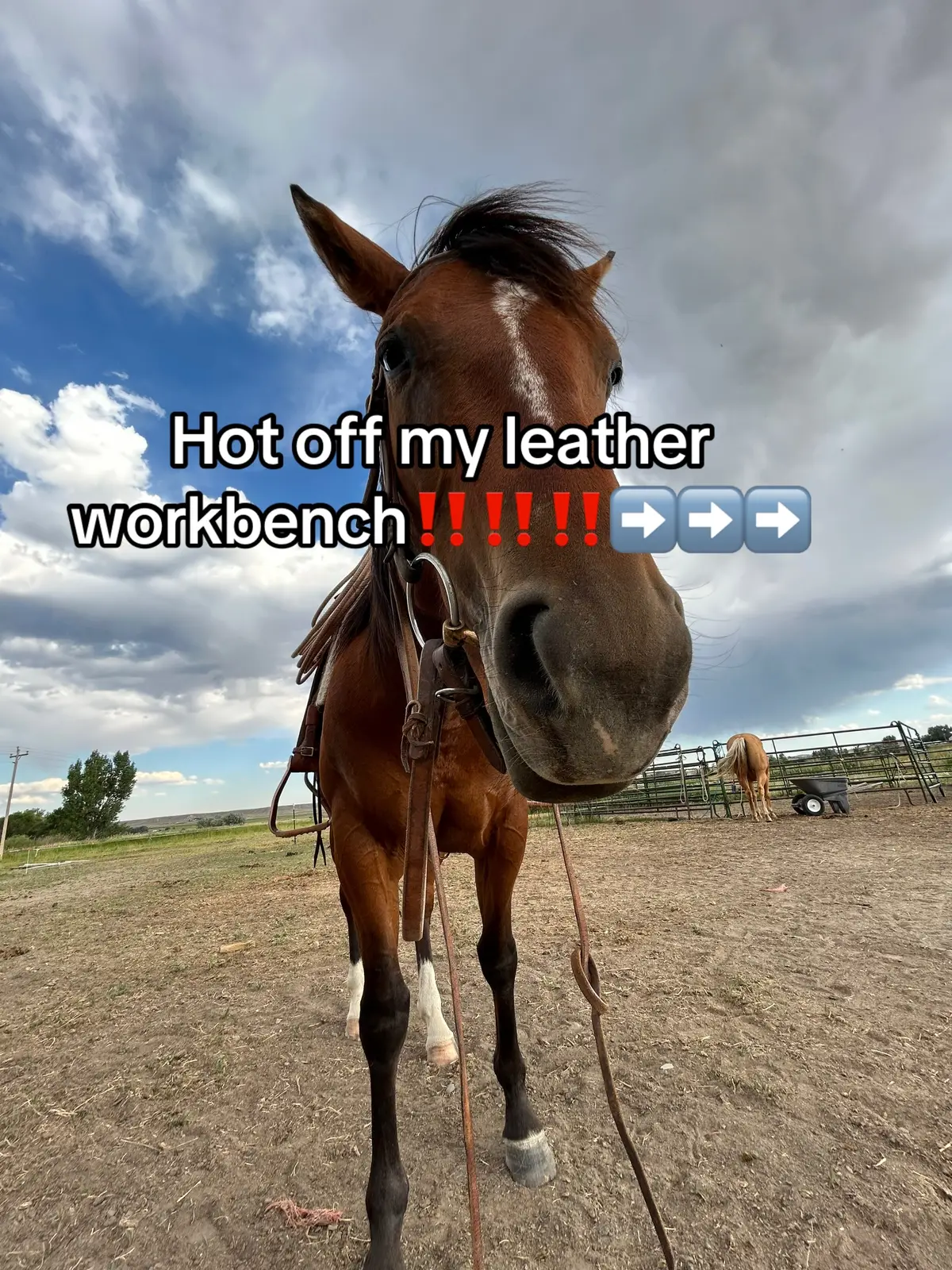 #customleatherwork #tooledleatherconverse #leatherwork #tooledleatherwyo #wyomade 