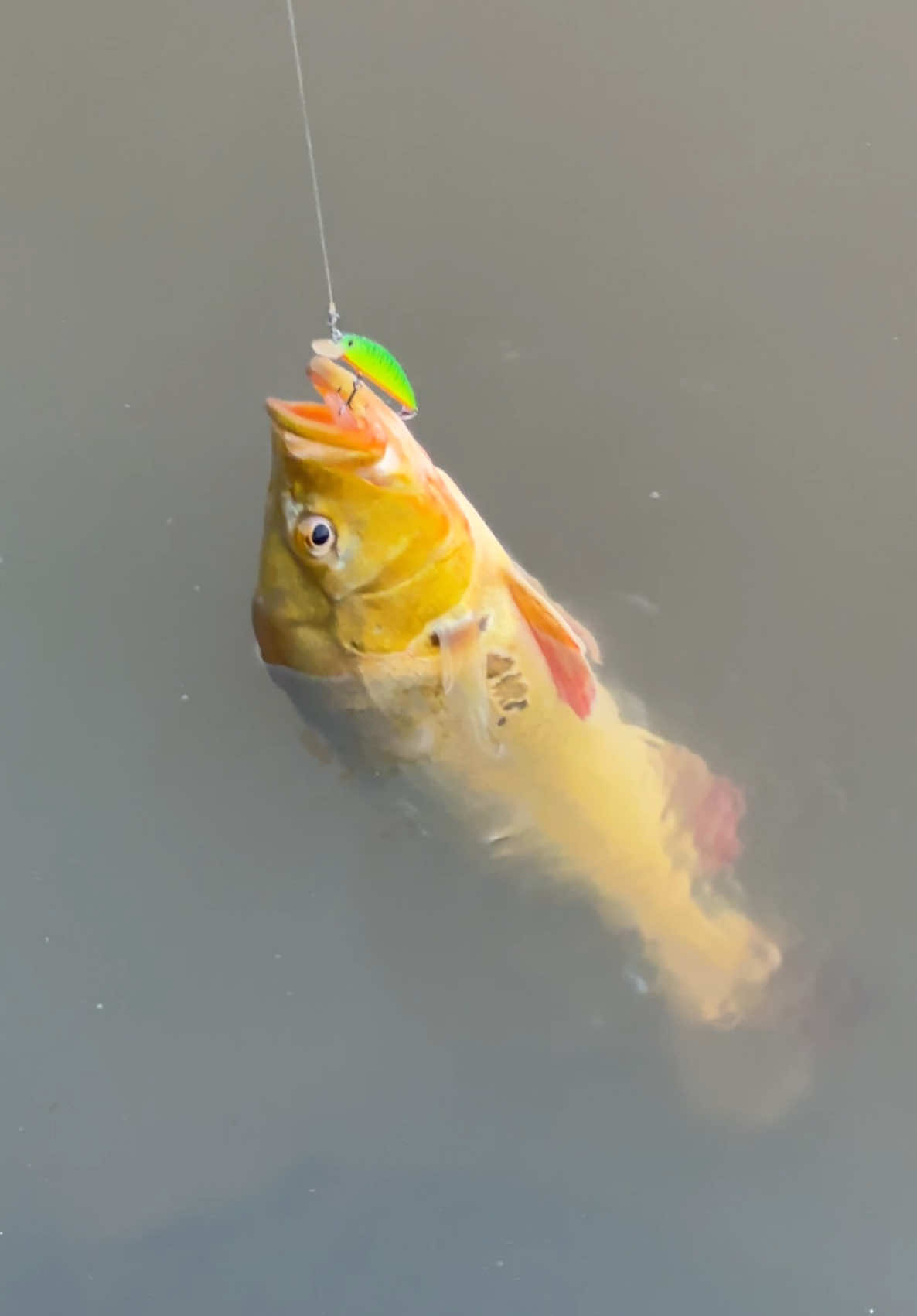 Essa isca pega muitooooo tucuna tá doidoooooo#fyp #pesca #pescaria #pescador #tucunare 