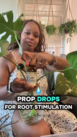 Let’s prop, drop, and repot this gorgeous Monstera deliciosa I scored from Big Mo 🌱👑✨ Water propping these stems so they can thrive 💚🪴 #PlantTherapy #PropQueenMix #PropDropQueen #MonsteraDeliciosa #PlantTok      