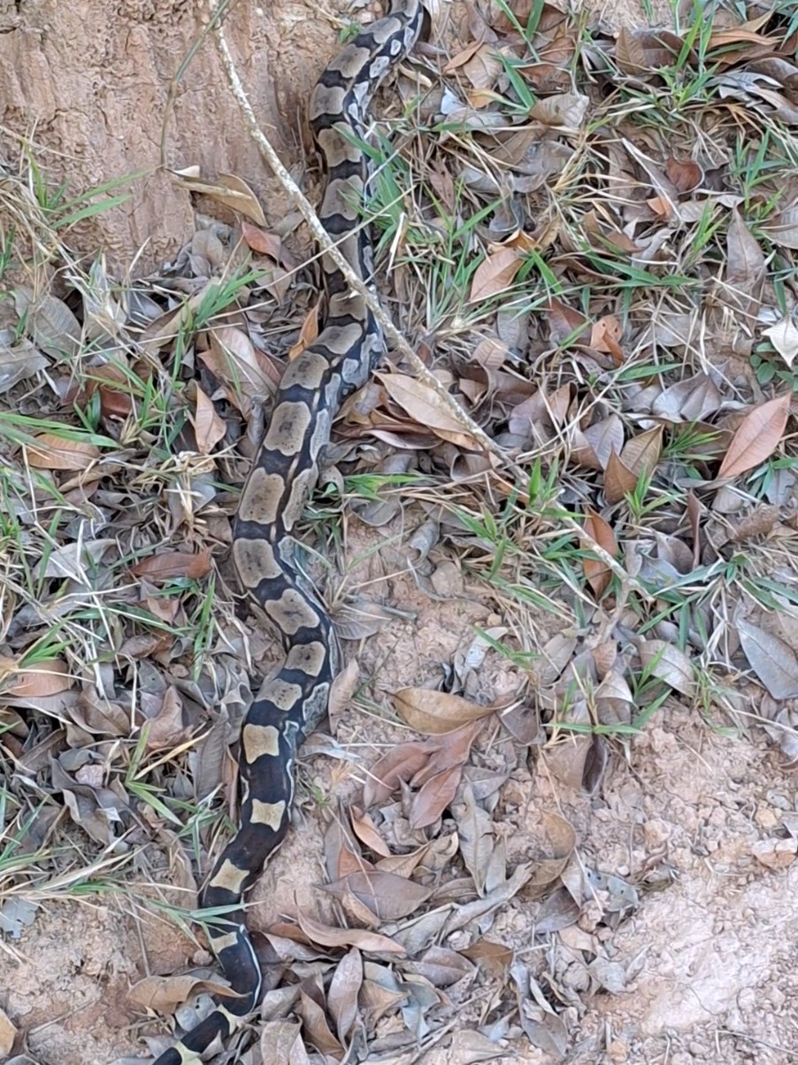 olha o tamanho dessa jiboia atravessando a estrada #serpente #natureza #roça #sitio #chamanabota 