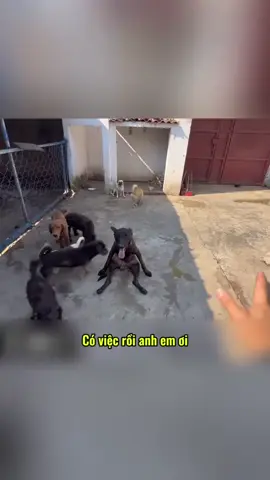 Có việc rồi anh em ơi #xuhuong #xuhuongtiktok #huanluyen #vuachohaihuoc 