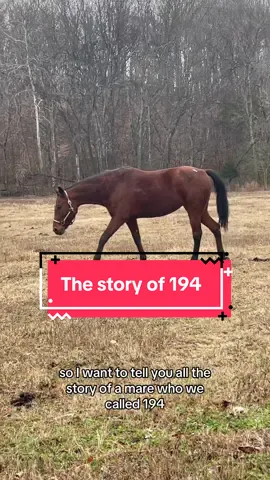 194! A long time face at our rescue! She’s been here since 2023! This is her story!  . . . #fyp #horsesoftiktok #horserescue #beforeandafter #animalrescue 