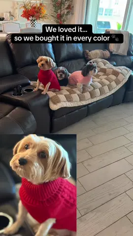 We loved it so much, we got all 3 colors 🐶❤️💙💗 These cable knit dog sweaters are soft, cozy, and under $6 — total must-have for winter! Red, black, or pink… which one’s your fave? Tap the cart before they sell out! #dogcouture  #PetTok #DogFashion #MatchingPets #WinterDogStyle