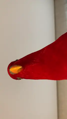 🍅wuewuewuewue and high pitch wuewuewue #redbirb 