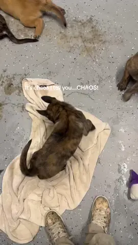 The “M” pups are growing like weeds! #puppy #rescue #spayandneuter 