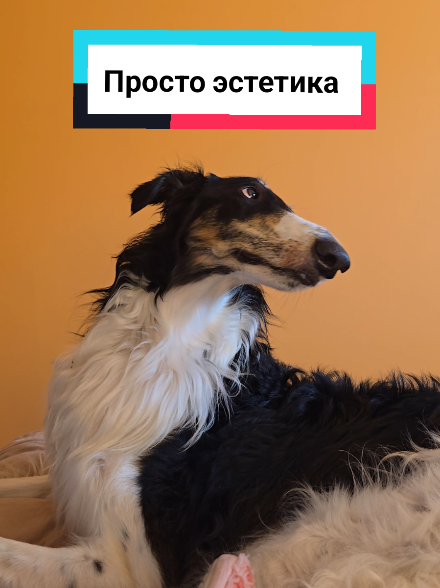 Не знала, какую музыку подобрать, Фалко очень долго выслеживал жужжащее насекомое #приколы #русскаяпсоваяборзая #пёс #питомец #эстетика 