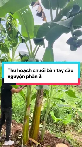 Thu hoạch chuối bàn tay cầu nguyện cùng SIHOVI #chuoibantaycaunguyen #chuoibantaynguyencau #trongcaychuoi #chuoibantay #chuoibantayphat #chuoibantayphat #nuoicaymosihovi #nuoicaymo #sihovi #congnghesihovi 