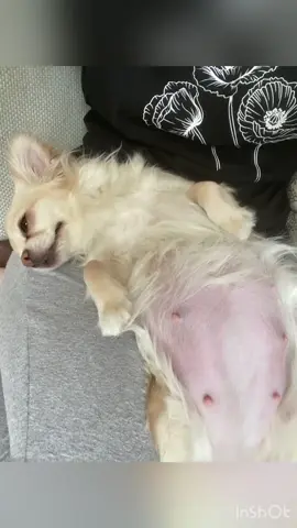 Our beautiful girl is patiently waiting to welcome her little bundles of joy 🍼🐾 Her belly is full of love, and soon we’ll hear the sweetest tiny squeaks and see the tiniest paws. 💖 It won’t be long now—puppy snuggles are just around the corner! Stay tuned for updates, because this mama is about to make hearts melt. 😜🥰 #ChihuahuaMama #Chihuahua #TinyPawsOnTheWay #Fyp  #Viral 