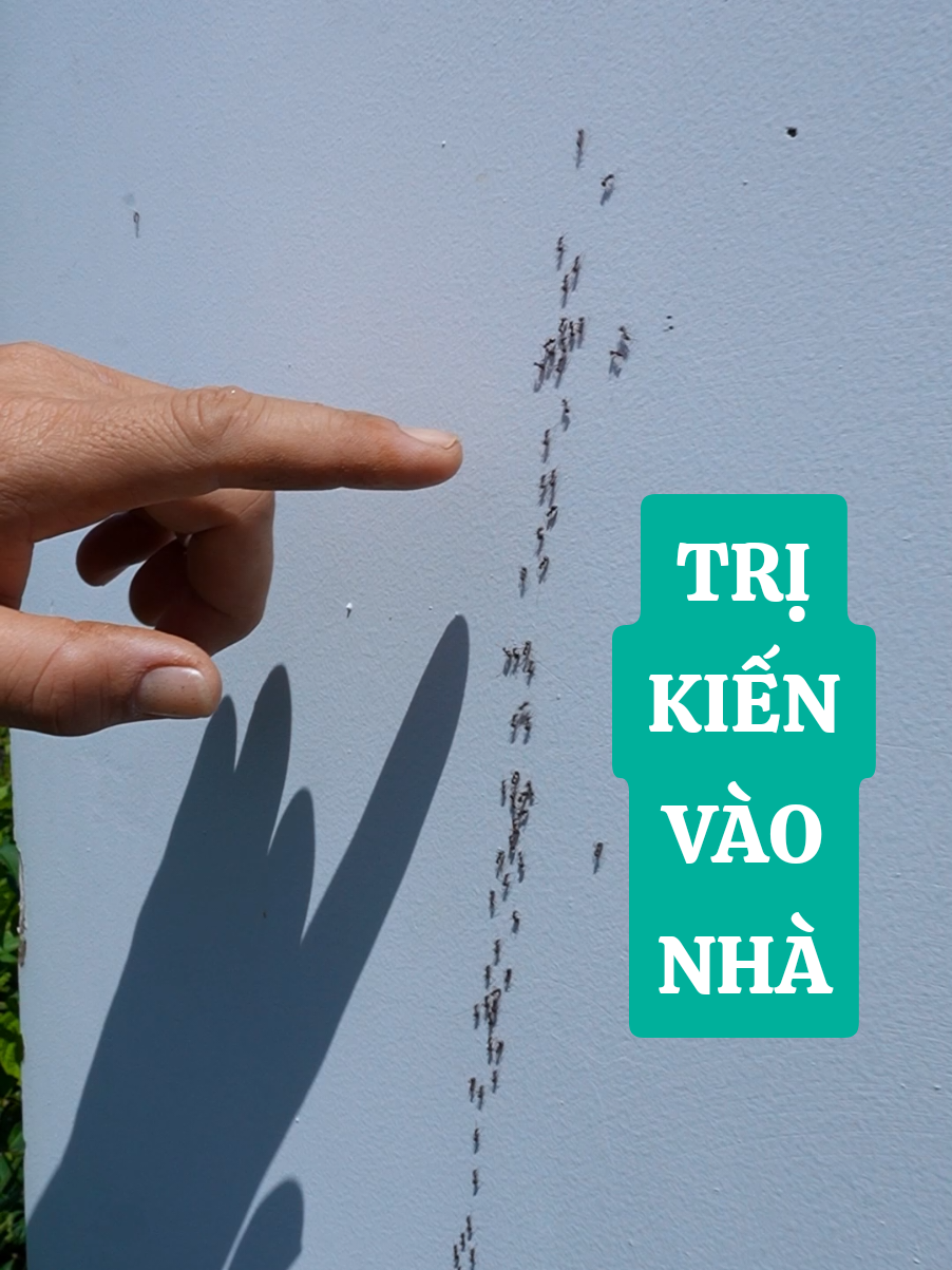 cách trị kiến đen vào nhà nhanh #binhdiennang1 #dietkien #chaixitcontrung #dietkiengian #kiến 